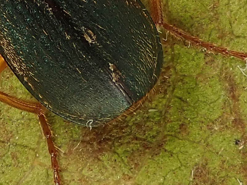 Carabidae: Brachinus elegans e B. psophia da confermare